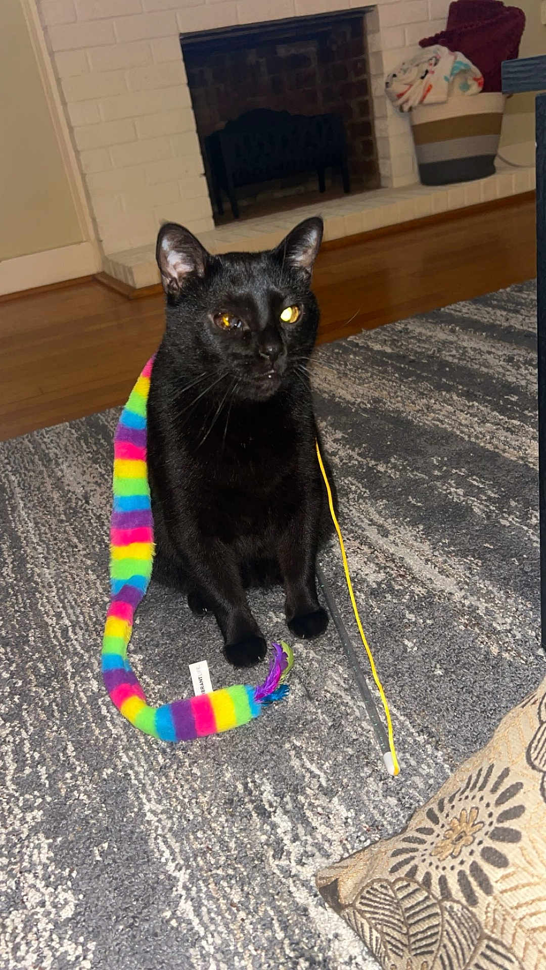 Turbo joined the competition — help win amazing prizes! animal, basket, black_cat, blanket, carpet, cat, colorful_toy, curious, decor, feline, fireplace, home, indoor, living_room, pet, rainbow, sitting, string_toy, toy, wood_floor