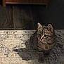 kitten, cat, tabby, pet, indoor, carpet, floor, shadow, fur, animal, cute, young, collar, curious, small, mammal, domestic, feline, resting, texture