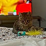 cat, kitten, toy, feathers, bedspread, patterned, tabby, indoor, curious, pet, animal, feline, furniture, person, yellow_clothing, blurred_background, closeup, focus, playful, domestic