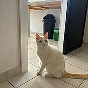 Nounoute participe au concours pour gagner de l'argent avec cette photo : animal, bottle, cat, counter, curious, domestic, floor_tiles, green_container, home, indoor, kitchen, looking, natural_light, orange_cat, pet, sitting, tile_floor, trash_bin, white_cat, window_light