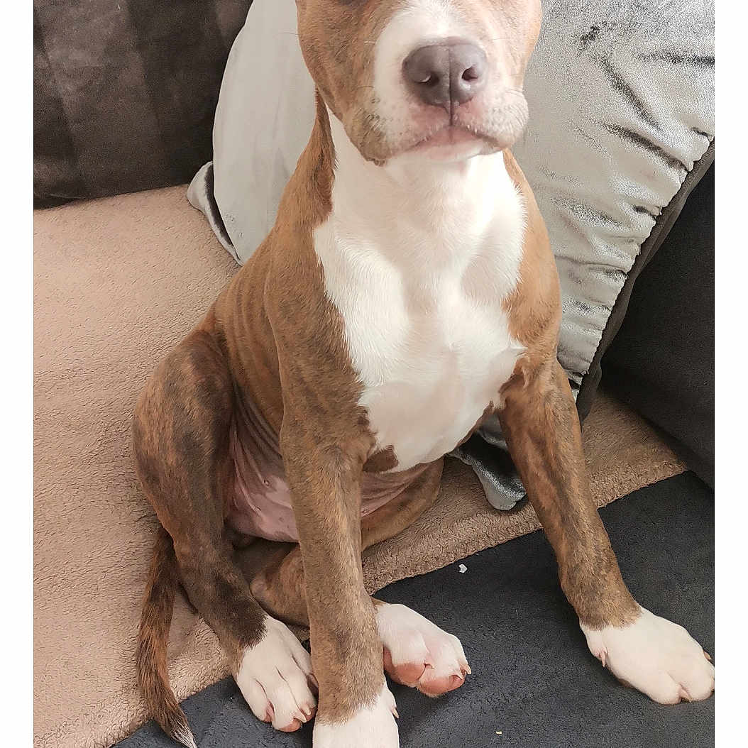 Symba a rejoint le concours — aidez-le/la à gagner de superbes lots ! accessories, animal, bostonbull, boxer, bulldog, canine, couch, cushion, dog, frenchbulldog, furniture, homedecor, hound, indoors, interiordesign, pet, pitbull, pointer, puppy, snout