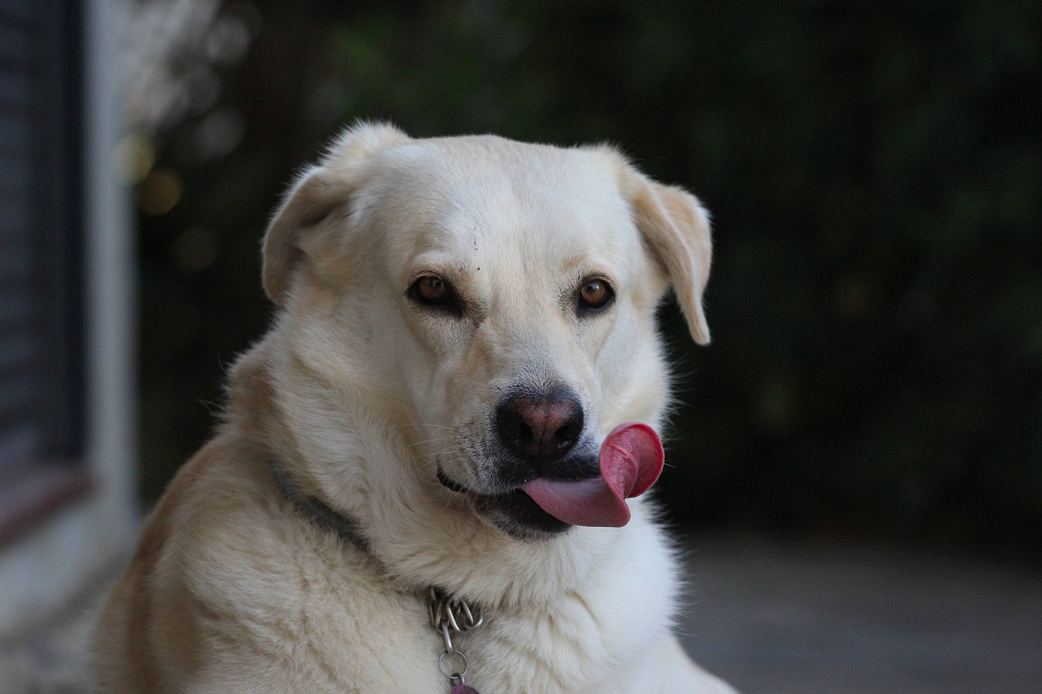 Ecko participe au concours pour gagner de l'argent avec cette photo : akbash_dog, ancient_dog_breeds, canidae, carnivore, companion_dog, dog, dog_breed, fawn, fur, gun_dog, labrador_retriever, retriever, snout, sporting_group, whiskers, working_animal, working_dog