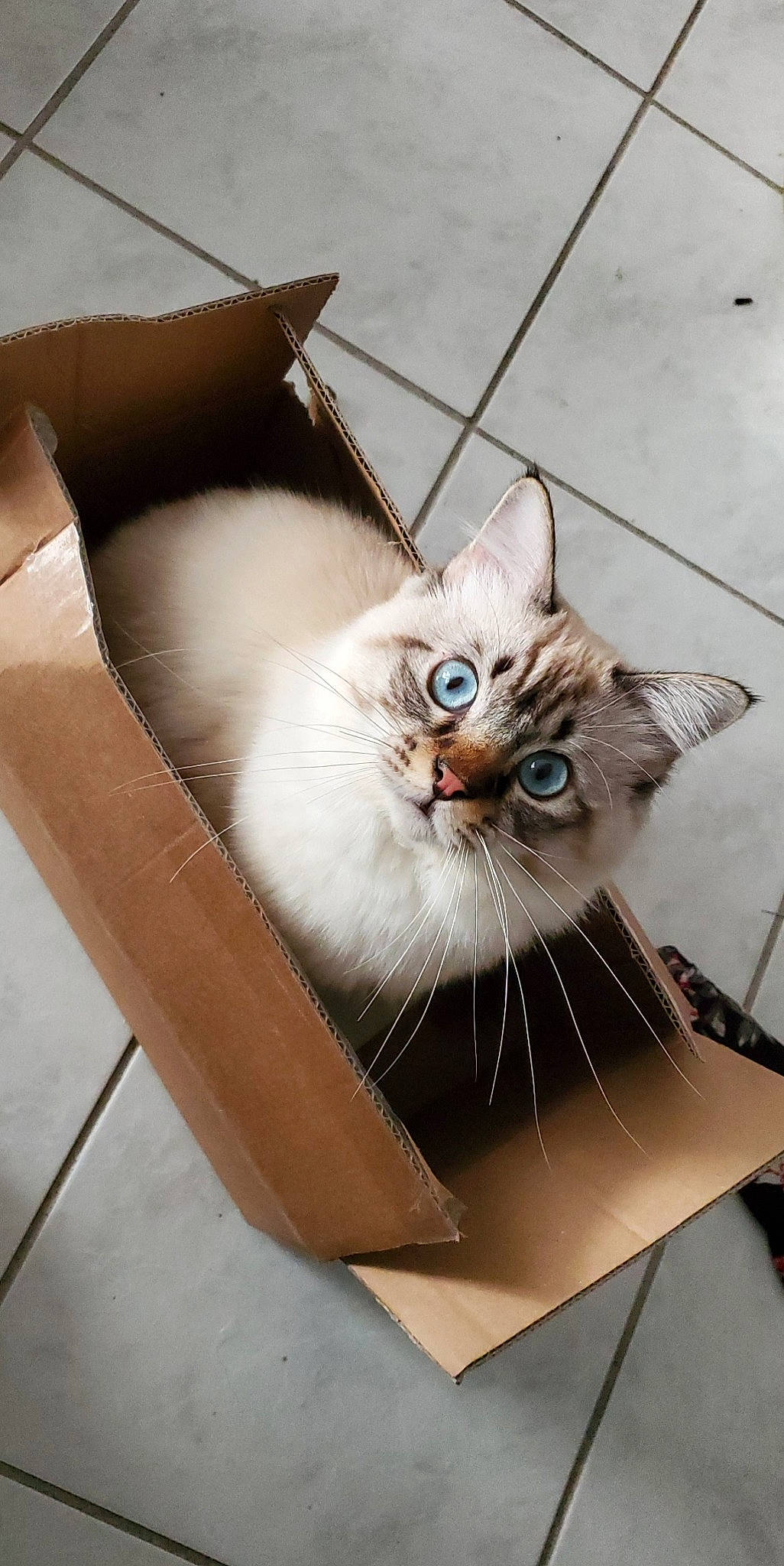 Akela participe au concours pour gagner de l'argent avec cette photo : asian, cardboard, carnivore, cat, domestic_long_haired_cat, domestic_short_haired_cat, fawn, felidae, kitten, norwegian_forest_cat, ojos_azules, ragamuffin, small_to_medium_sized_cats, whiskers