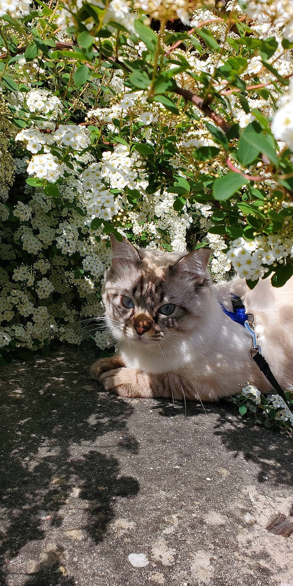 Akela participe au concours pour gagner de l'argent avec cette photo : aegean_cat, blossom, canidae, carnivore, cat, fawn, felidae, flower, grass, kitten, maine_coon, norwegian_forest_cat, plant, ragdoll, small_to_medium_sized_cats, spring, whiskers