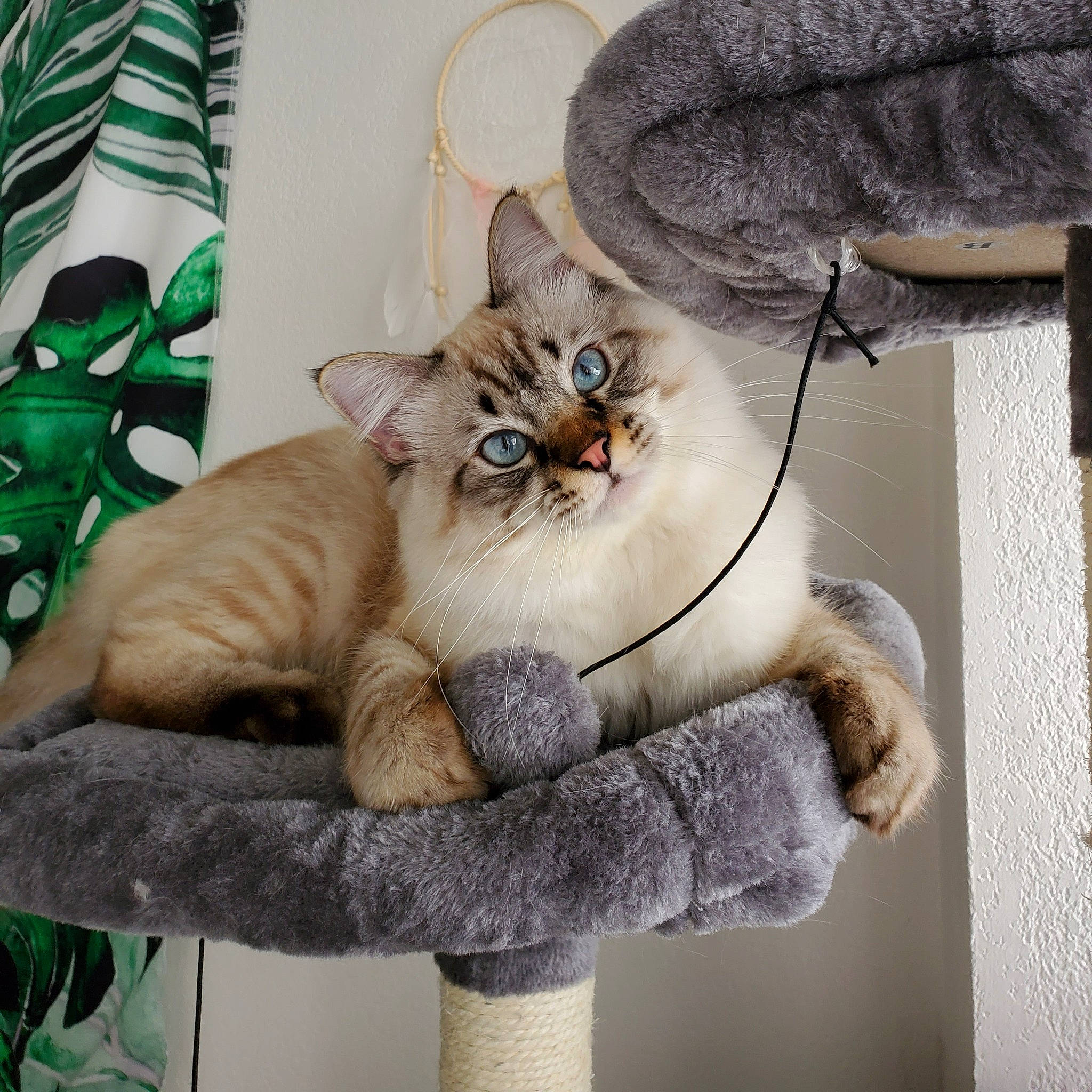 Akela a rejoint le concours — aidez-le/la à gagner de superbes lots ! american_shorthair, asian, australian_mist, carnivore, cat, domestic_short_haired_cat, european_shorthair, fawn, felidae, fur, kitten, mammal, paw, polydactyl_cat, sitting, small_to_medium_sized_cats, tabby_cat, whiskers