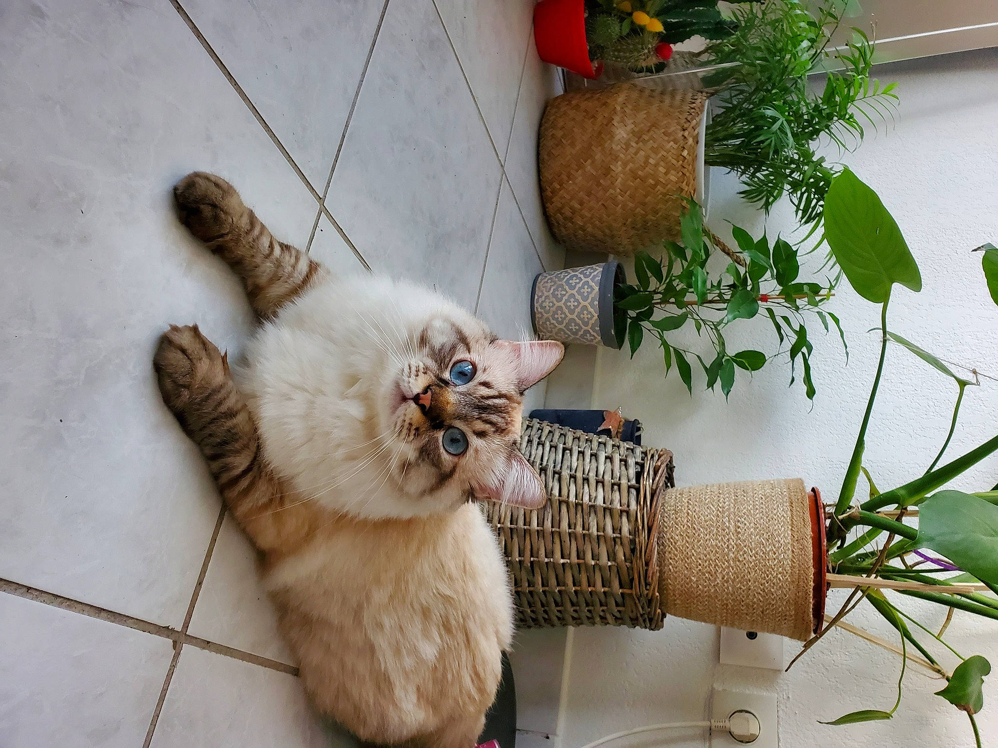 Akela participe au concours pour gagner de l'argent avec cette photo : carnivore, cat, claw, fawn, felidae, fur, small_to_medium_sized_cats, tail, whiskers