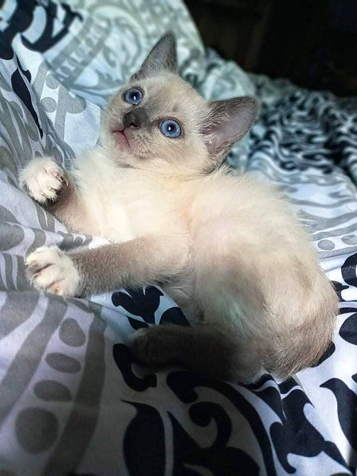 Luna is registered to the contest to win money with this photo: balinese, carnivore, cat, claw, comfort, companion_dog, domestic_short_haired_cat, fawn, felidae, fur, paw, siamese, sitting, small_to_medium_sized_cats, snout, tail, thai, tonkinese, toy_dog, whiskers