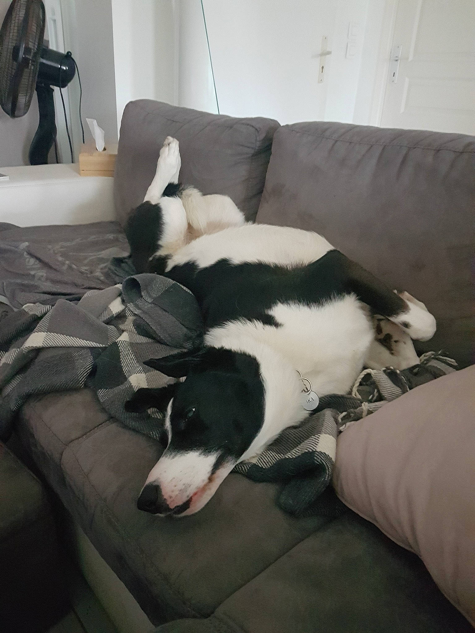 Ika a rejoint le concours — aidez-le/la à gagner de superbes lots ! canidae, carnivore, dog, dog_breed, non_sporting_group, sporting_group