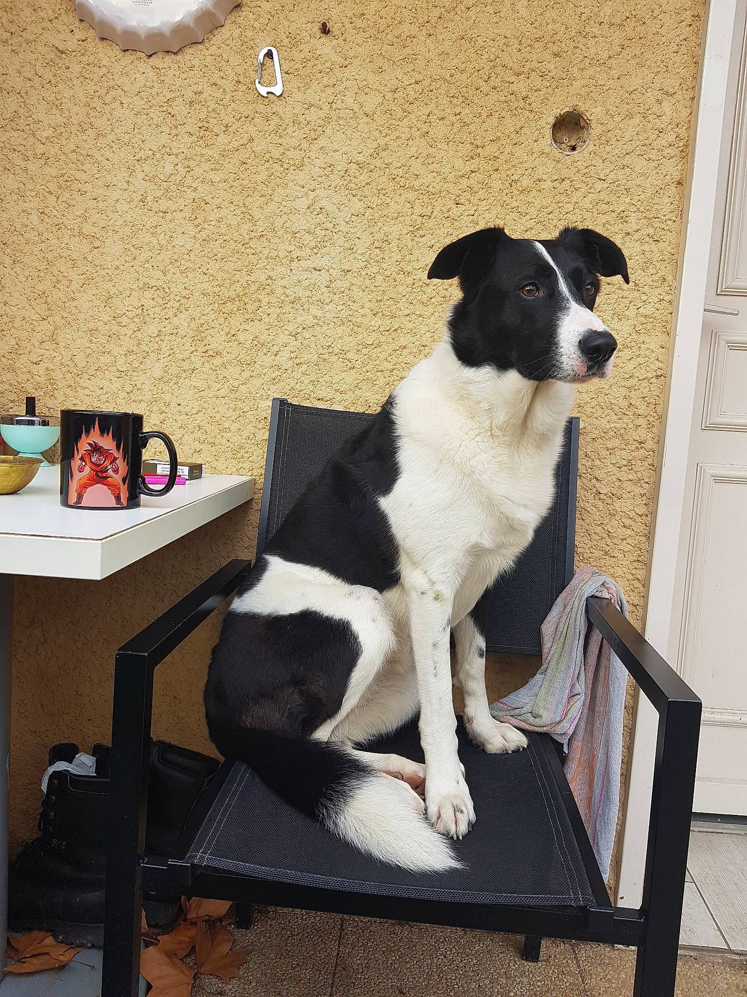 Ika participe au concours pour gagner de l'argent avec cette photo : borador, border_collie, canidae, carnivore, companion_dog, danish_swedish_farmdog, dog, dog_breed, mammal, rare_breed_dog, sporting_group, stabyhoun, table