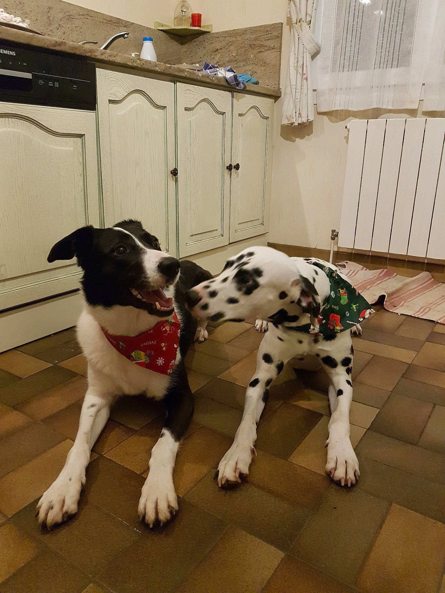 Ika participe au concours pour gagner de l'argent avec cette photo : canidae, carnivore, dalmatian, dog, dog_breed, fawn, floor, great_dane, guard_dog, mammal, non_sporting_group, snout, sporting_group, vertebrate, working_dog