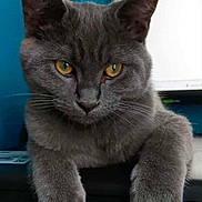 Kaspah is registered to the contest to win money with this photo: animal, blue_wall, cat, close_up, computer_screen, cute, domestic, feline, fur, gray_cat, house, indoor, looking, mammal, paws, pet, portrait, resting, whiskers, yellow_eyes