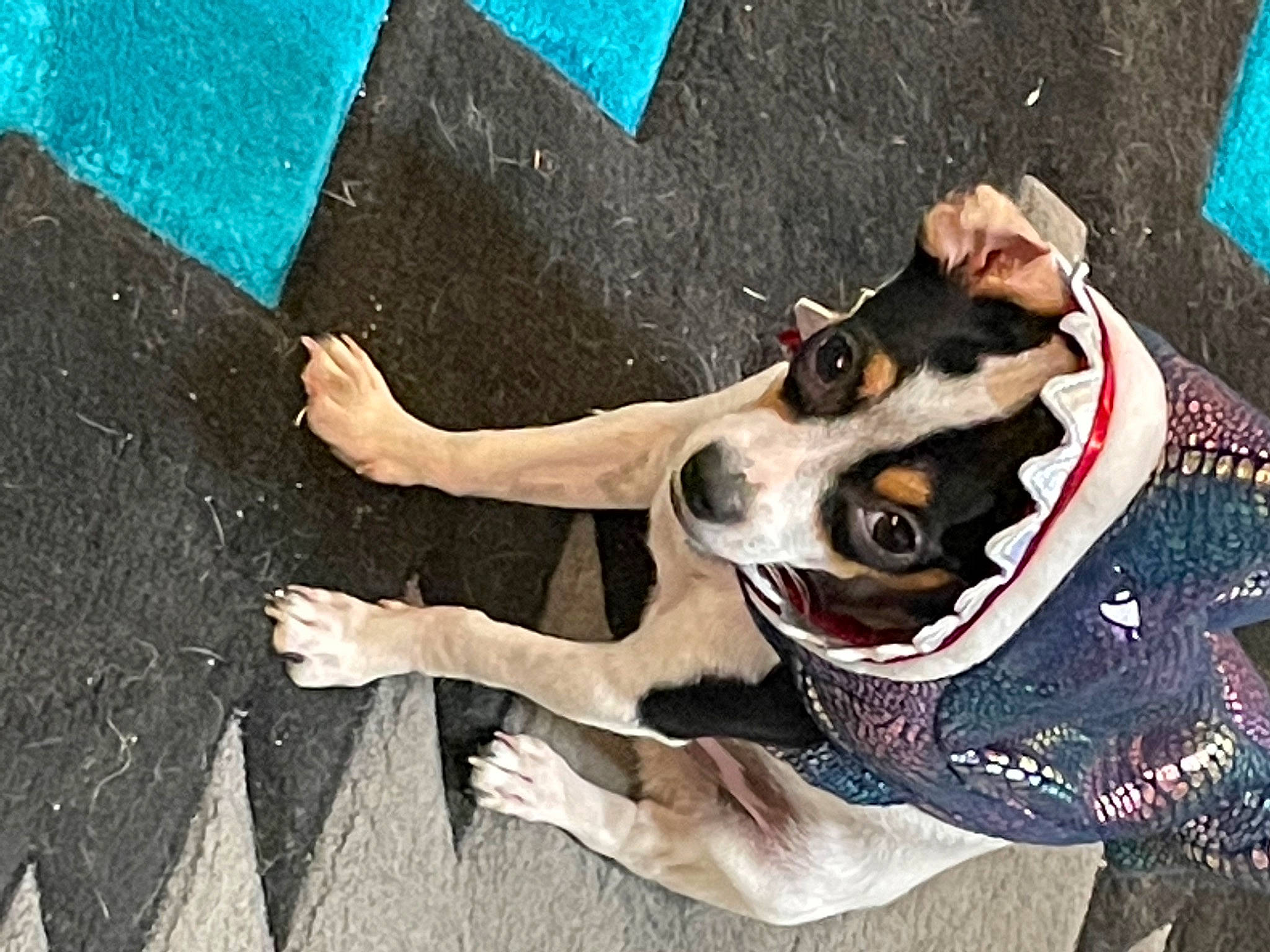 Patches joined the competition — help win amazing prizes! asphalt, canidae, carnivore, collar, companion_dog, dog, dog_breed, dog_collar, dog_supply, fashion_accessory, fawn, fur, gesture, happy, leash, road_surface, smile, snout, sporting_group, working_animal