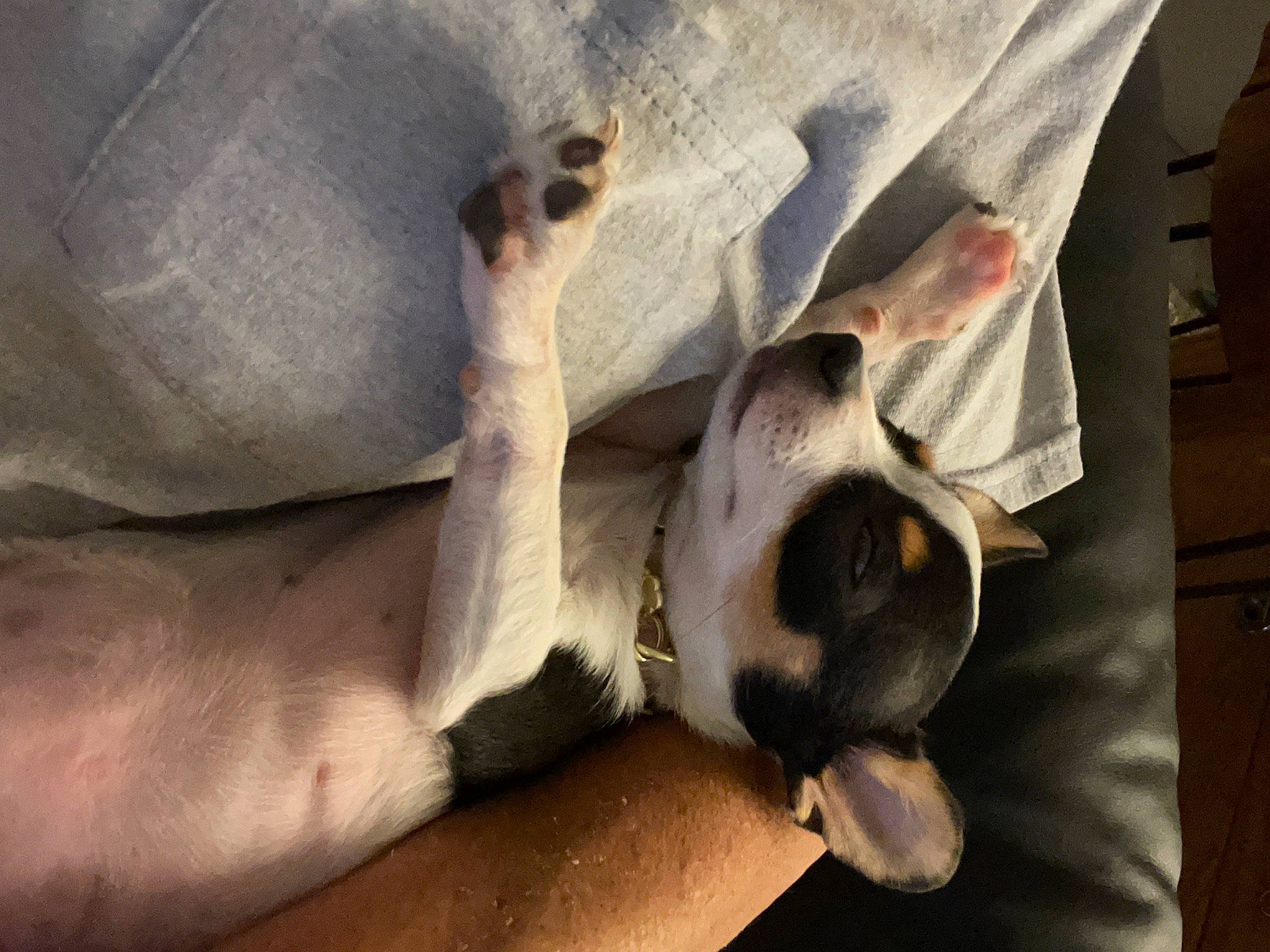 Patches joined the competition — help win amazing prizes! bone, canidae, carnivore, comfort, companion_dog, dog, dog_breed, fawn, felidae, foot, human_leg, knee, linens, paw, sporting_group, thigh, tree, wood, working_animal, wrist
