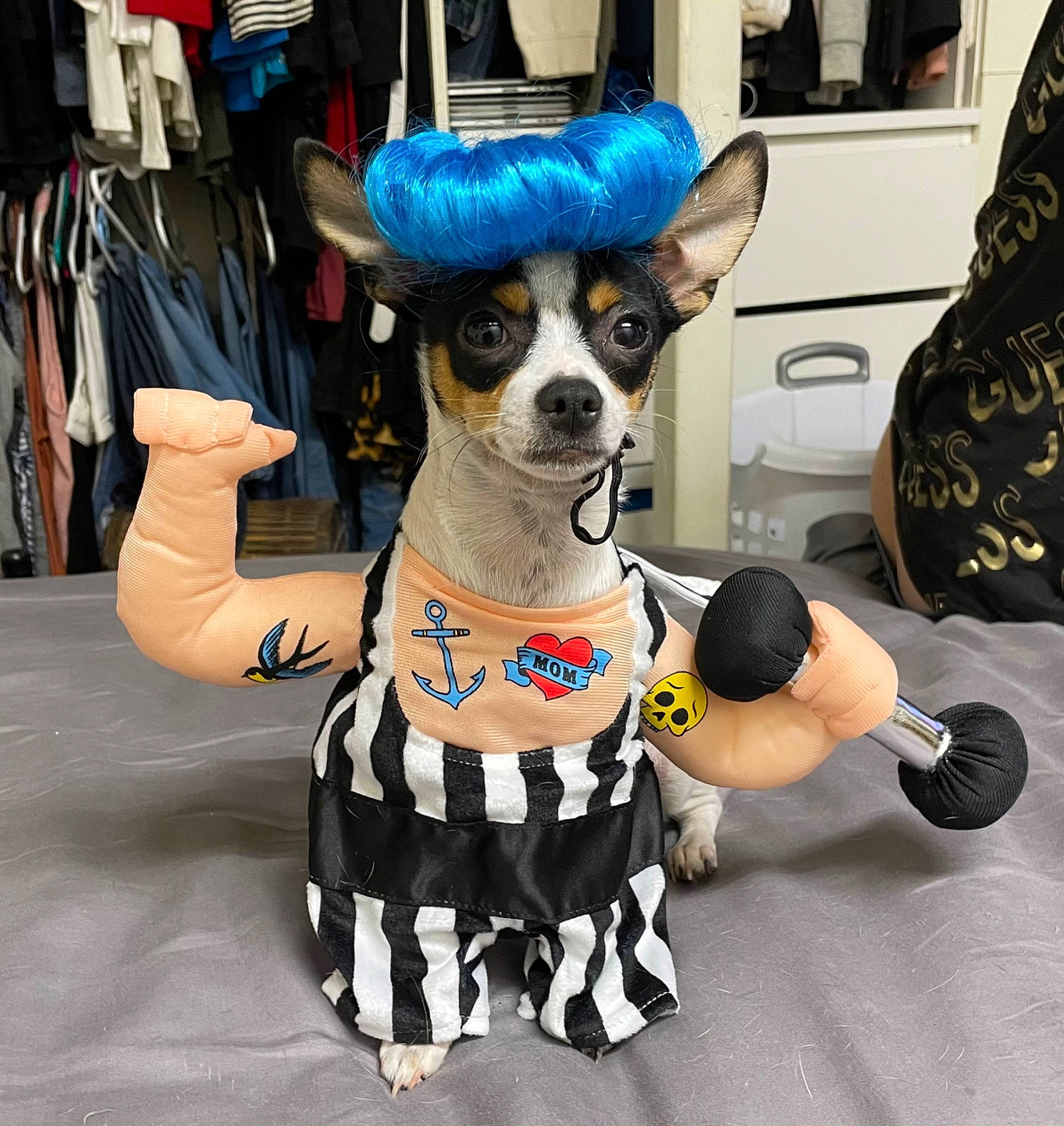 Patches is registered to the contest to win money with this photo: bag, bow_tie, carnivore, companion_dog, costume_hat, dog, dog_breed, dog_clothes, dog_supply, event, eyewear, fashion_accessory, fawn, fur, gesture, personal_protective_equipment, sleeve, snout, toy_dog, working_animal