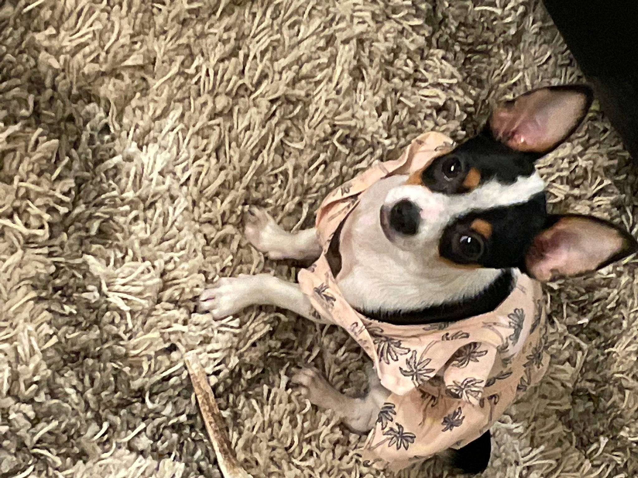 Patches is registered to the contest to win money with this photo: canidae, carnivore, companion_dog, dog, dog_breed, fawn, grass, hunting_dog, non_sporting_group, paw, snout, soil, sporting_group, street_dog, whiskers, wood, working_animal, working_dog