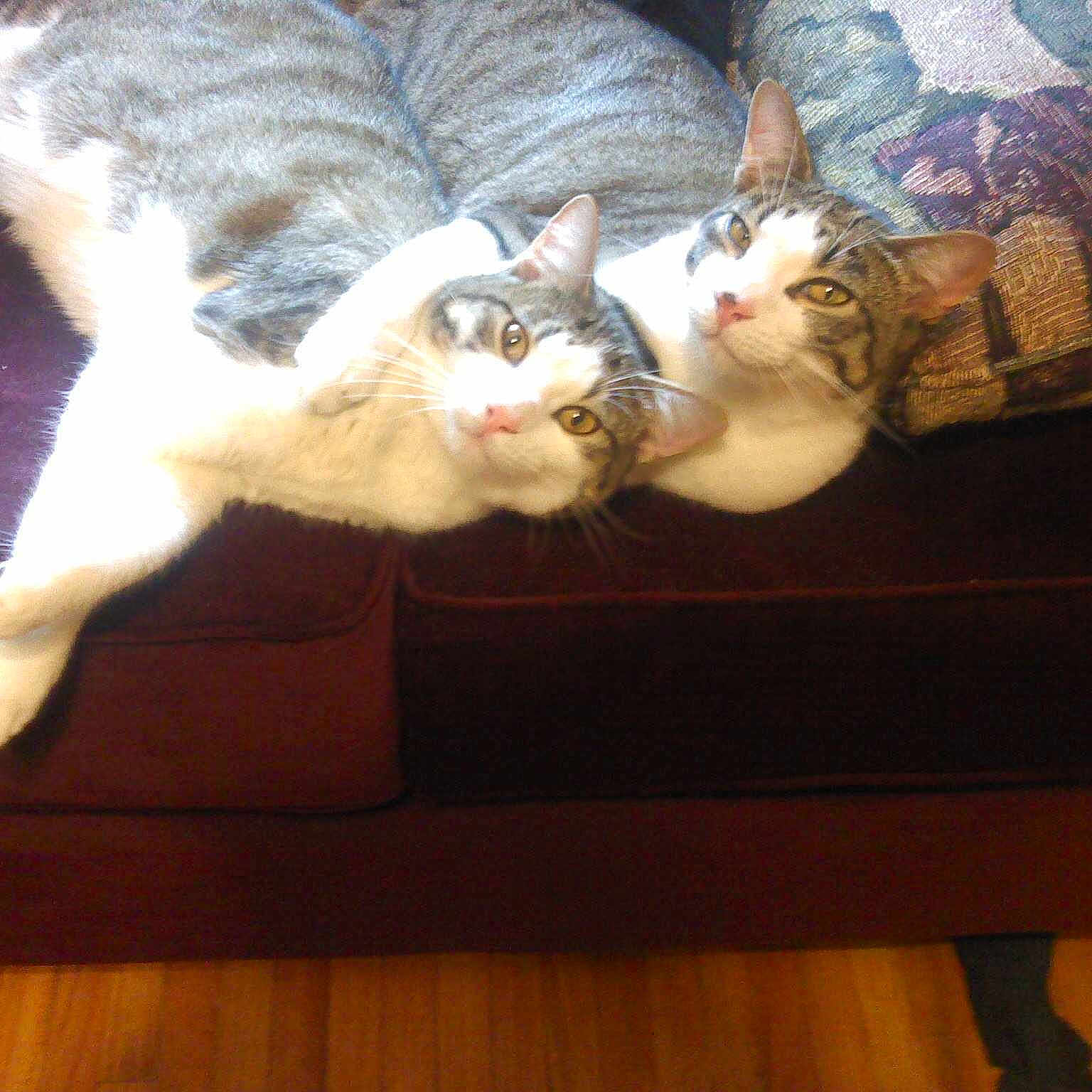 Miko And Calvin joined the competition — help win amazing prizes!
