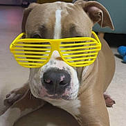 Aïko a rejoint le concours — aidez-le/la à gagner de superbes lots ! accessory, animal, brown_fur, canine, close_up, companion, cute, dog, ears, floor, funny, indoor, lying_down, muzzle, pet, portrait, relaxed, shutter_shades, white_markings, yellow_glasses