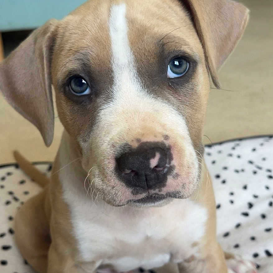 Aïko participe au concours pour gagner de l'argent avec cette photo : animal, blanket, blue_eyes, brown_fur, close_up, cute, dog, ears, floor, furniture, indoor, looking_up, nose, pet, puppy, sitting, sofa, whiskers, white_marking, young_dog