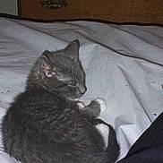 Honey is registered to the contest to win money with this photo: animal, bed, bed_sheet, cat, cozy, curled_up, cute, domestic_cat, dresser, fur, furniture, gray_cat, indoor, kitten, pet, resting, sleeping, white_paws, wooden_dresser, young_cat