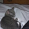 animal, bed, bed_sheet, cat, cozy, curled_up, cute, domestic_cat, dresser, fur, furniture, gray_cat, indoor, kitten, pet, resting, sleeping, white_paws, wooden_dresser, young_cat