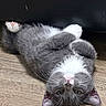 Honey is registered to the contest to win money with this photo: animal, black_couch, cat, curious, cute, ears, floor, fur, gray_cat, indoor, kitten, pet, pink_nose, relaxed, small, upside_down, whiskers, white_chest, white_paws, wooden_floor