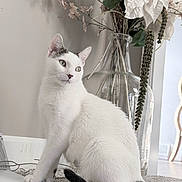 Freya is registered to the contest to win money with this photo: animal_portrait, black_tail, carpet, cat, cozy, curious, decor, domestic_animal, dried_flowers, feline, glass_vase, home, indoor, natural_light, pet, plant, side_view, sitting, still_life, white_cat