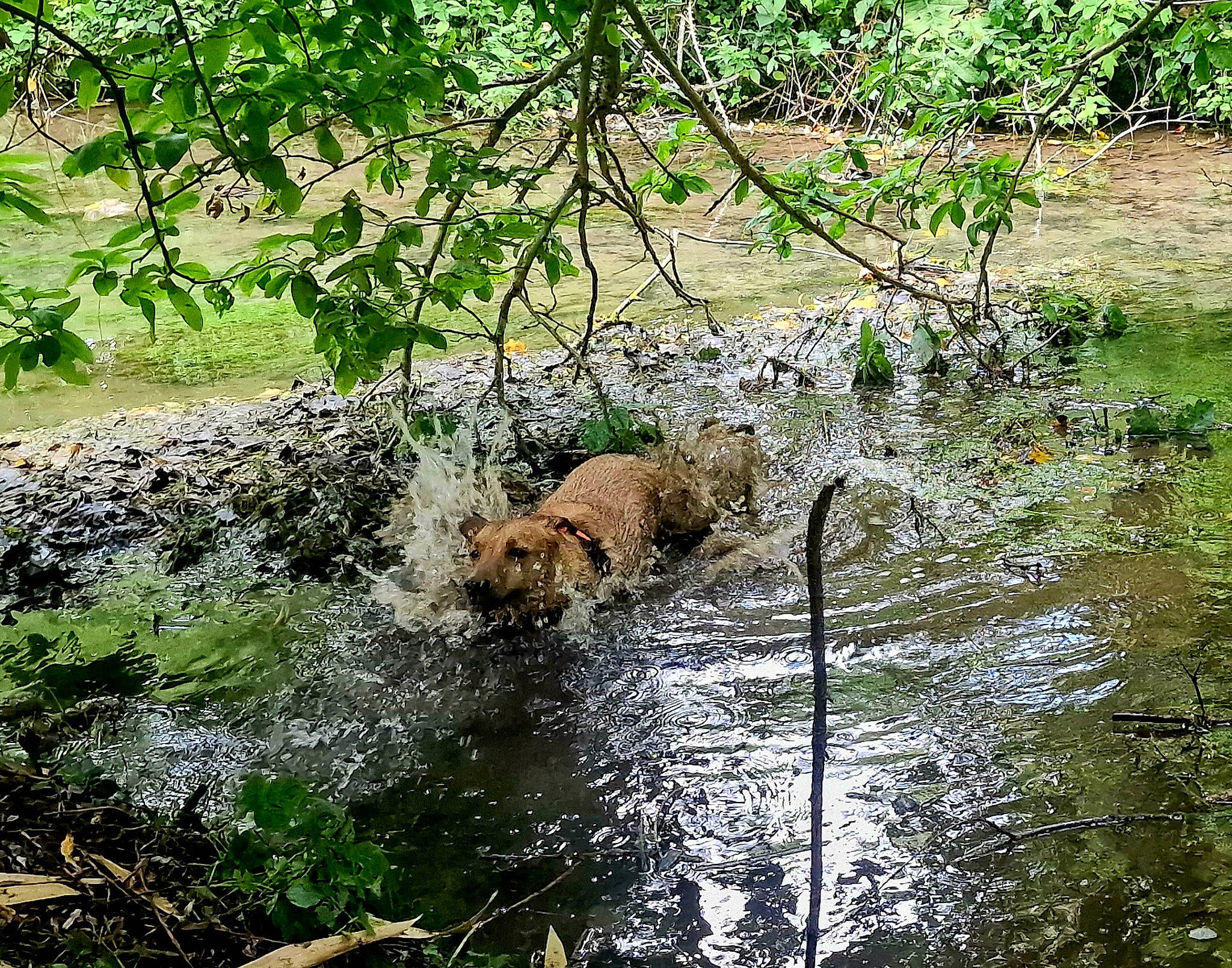 Ryu participe au concours pour gagner de l'argent avec cette photo : bank, carnivore, creek, fawn, fluvial_landforms_of_streams, forest, grass, groundcover, lake, natural_landscape, plant, riparian_zone, sporting_group, stream, terrestrial_animal, tree, water, water_resources, watercourse, working_animal