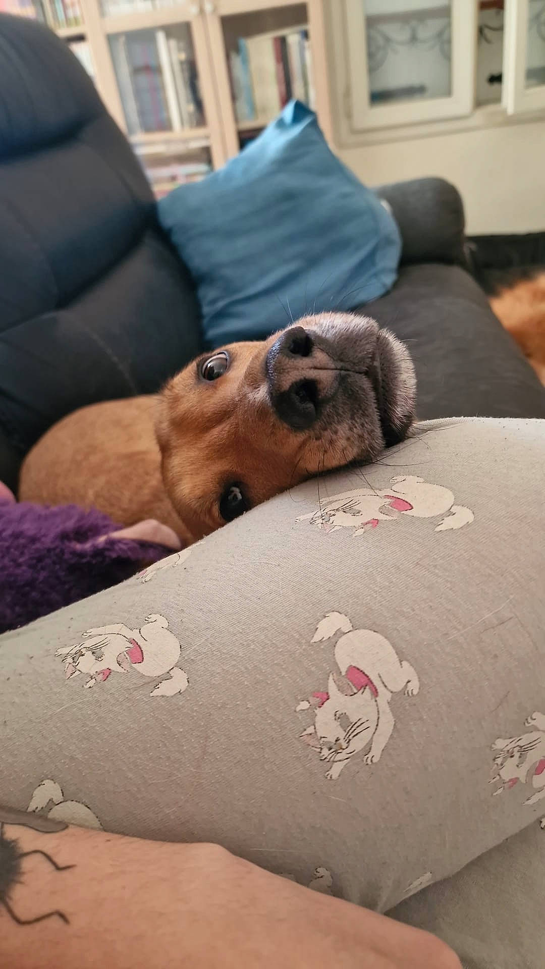 Ryu participe au concours pour gagner de l'argent avec cette photo : bedding, canidae, carmine, carnivore, comfort, companion_dog, couch, dog, dog_breed, fawn, flooring, grey, linens, room, snout, sporting_group, stuffed_toy, textile, whiskers, working_animal