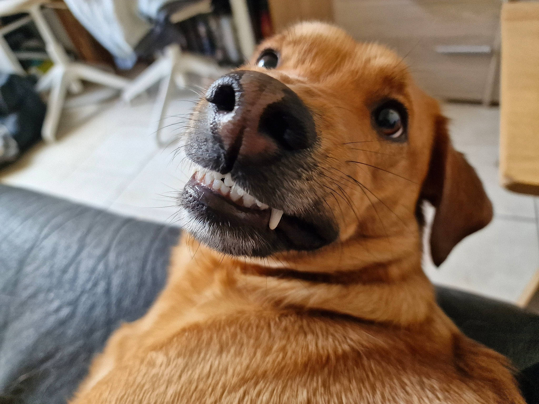 Ryu a rejoint le concours — aidez-le/la à gagner de superbes lots ! canidae, carnivore, chair, collar, companion_dog, corgi_chihuahua, dog, dog_breed, fawn, fur, guard_dog, hound, liver, pet_supply, scent_hound, snout, sporting_group, terrestrial_animal, whiskers, working_animal