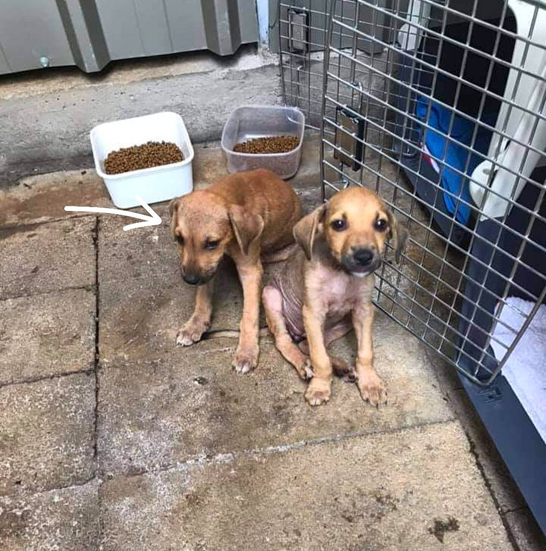 Ryu participe au concours pour gagner de l'argent avec cette photo : animal_shelter, canidae, carnivore, companion_dog, dog, dog_breed, dog_crate, fawn, flooring, gas, manhole, pet_supply, snout, sporting_group, street_dog, working_animal