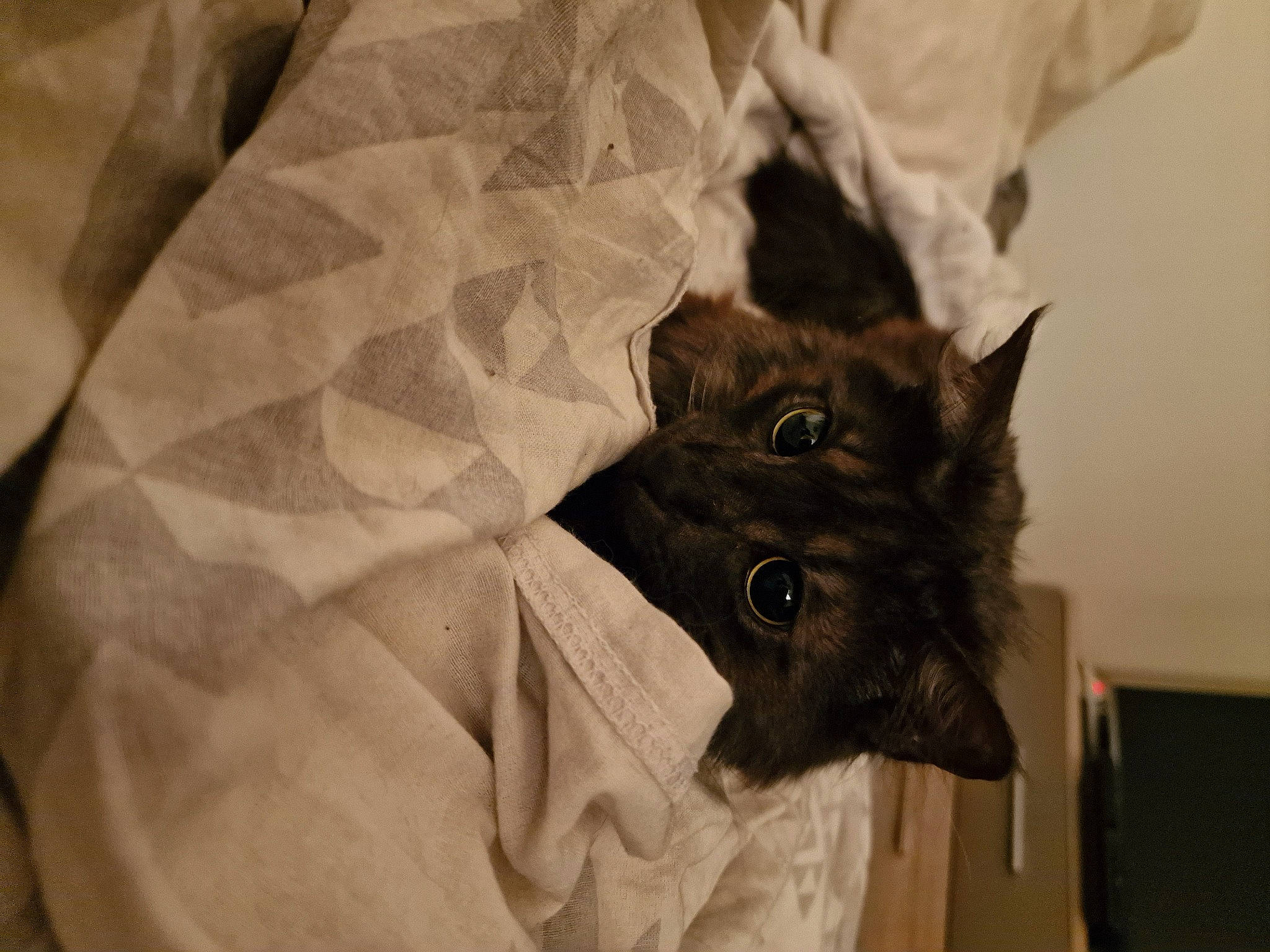 Yokai participe au concours pour gagner de l'argent avec cette photo : black_cat, canidae, carnivore, cat, dog_breed, domestic_short_haired_cat, fawn, felidae, fur, gesture, grey, linens, paper_product, pattern, personal_protective_equipment, sleeve, small_to_medium_sized_cats, snout, sporting_group, whiskers