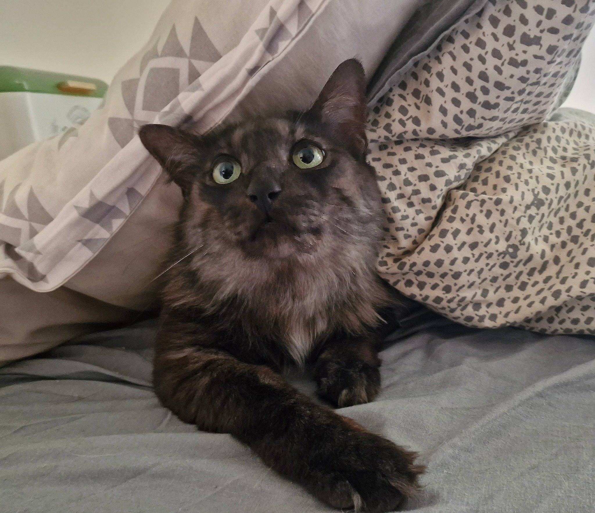 Yokai participe au concours pour gagner de l'argent avec cette photo : black_cat, carnivore, cat, cat_supply, claw, comfort, couch, domestic_short_haired_cat, felidae, fur, grey, paw, sitting, small_to_medium_sized_cats, snout, tail, terrestrial_animal, whiskers, working_animal