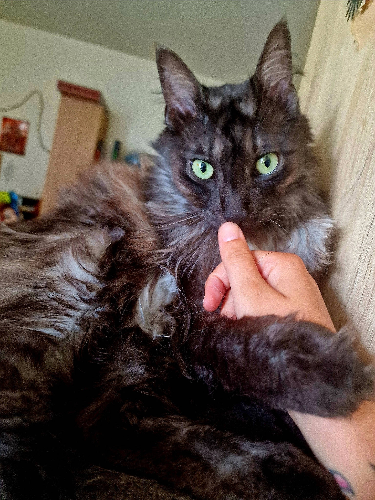 Yokai a rejoint le concours — aidez-le/la à gagner de superbes lots ! black_cat, carnivore, cat, claw, comfort, domestic_short_haired_cat, ear, eye, felidae, fur, gesture, head, paw, small_to_medium_sized_cats, snout, tail, terrestrial_animal, whiskers