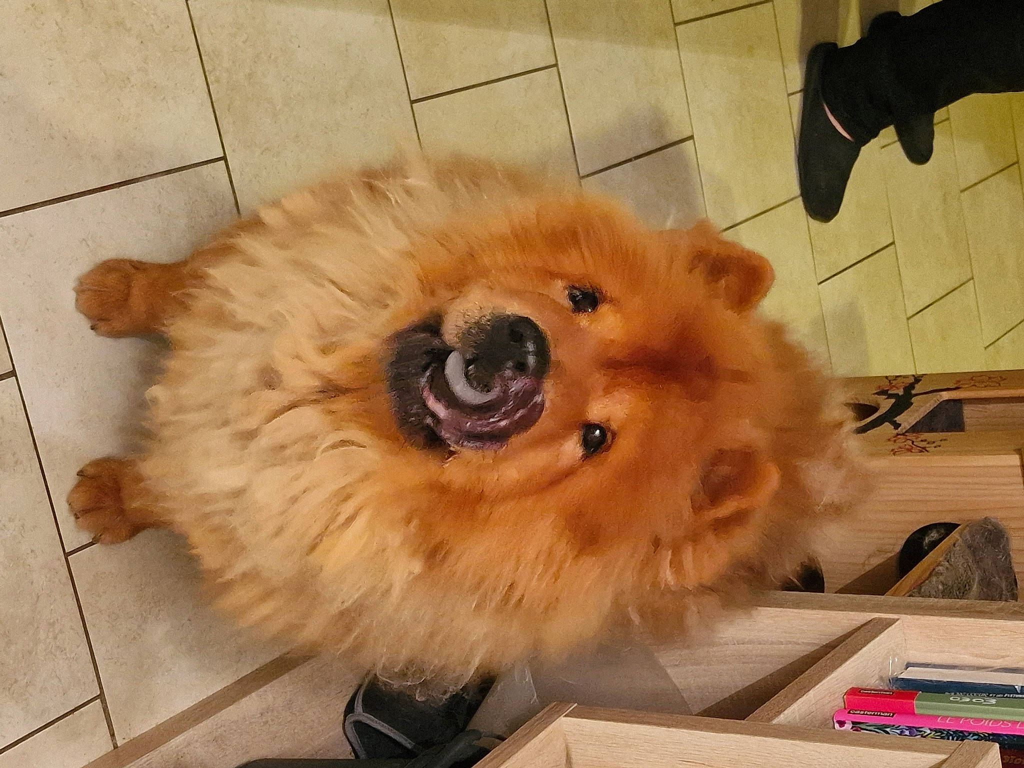 Totoro participe au concours pour gagner de l'argent avec cette photo : canidae, carnivore, companion_dog, dog, dog_breed, fawn, flooring, fur, german_spitz, german_spitz_klein, non_sporting_group, paw, puppy, snout, spitz, sporting_group, tile_flooring, toy_dog, volpino_italiano, whiskers