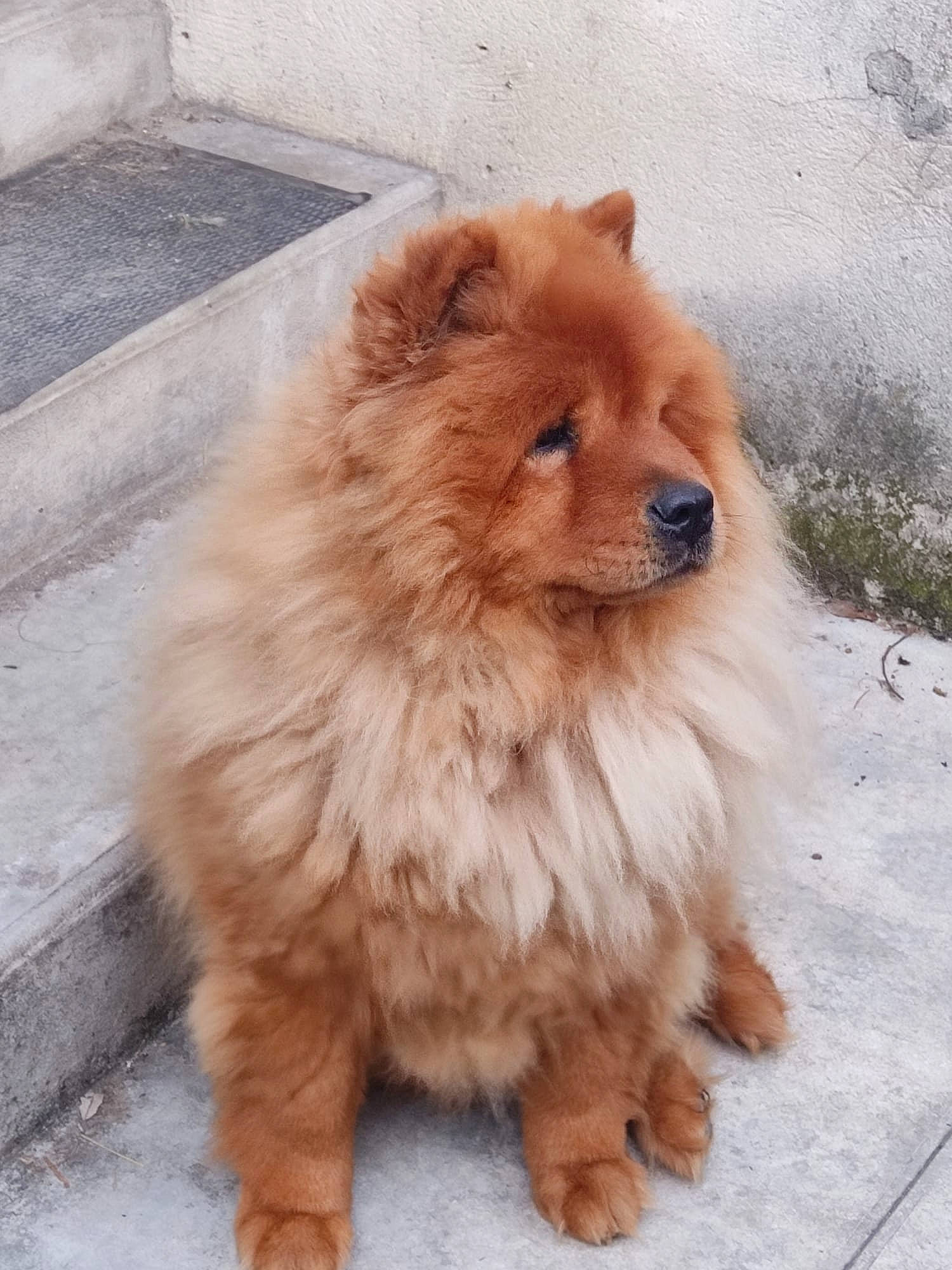 Totoro participe au concours pour gagner de l'argent avec cette photo : canidae, carnivore, companion_dog, dog, dog_breed, fawn, fur, german_spitz, german_spitz_klein, liver, non_sporting_group, snout, spitz, sporting_group, tail, terrestrial_animal, toy_dog, volpino_italiano, whiskers, working_animal