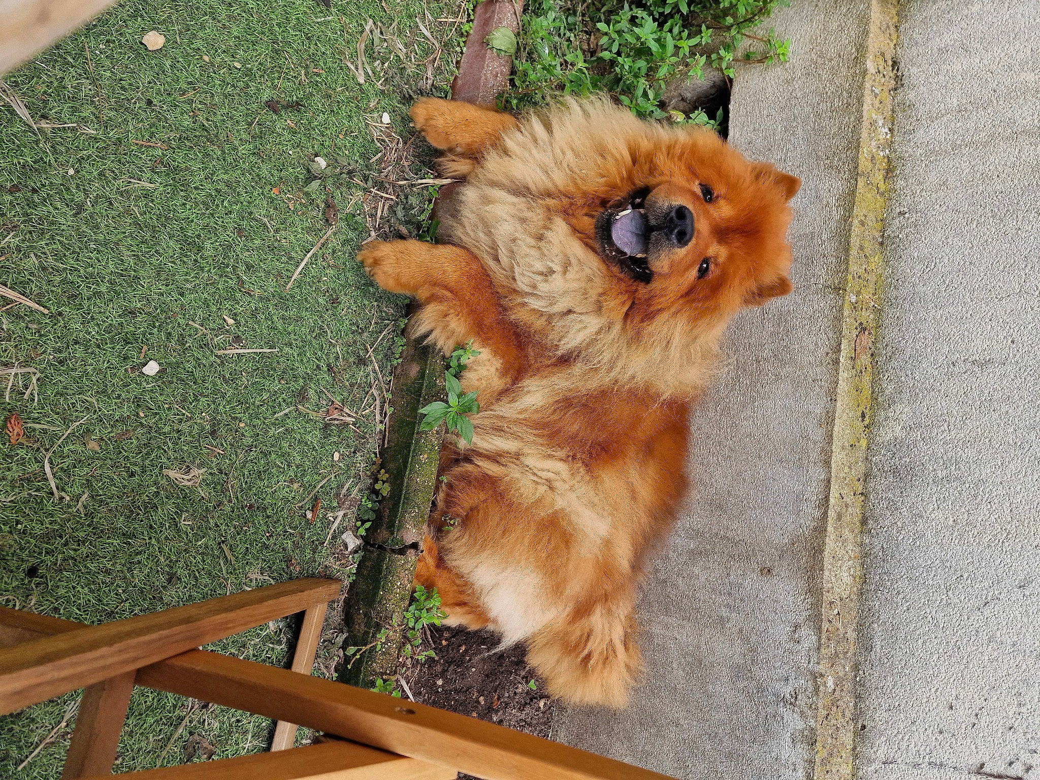 Totoro participe au concours pour gagner de l'argent avec cette photo : canidae, carnivore, companion_dog, dog, dog_breed, dog_supply, fawn, fur, german_spitz, grass, liver, paw, pet_supply, pomeranian, snout, spitz, terrestrial_animal, toy_dog, whiskers, working_animal