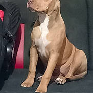 Blue a rejoint le concours — aidez-le/la à gagner de superbes lots ! alert, attentive, brown_coat, calm, companion, couch, dog, domestic_animal, ears, furniture, golden_brown, indoor, living_room, muzzle, paws, pet, portrait, seated, sitting, white_chest