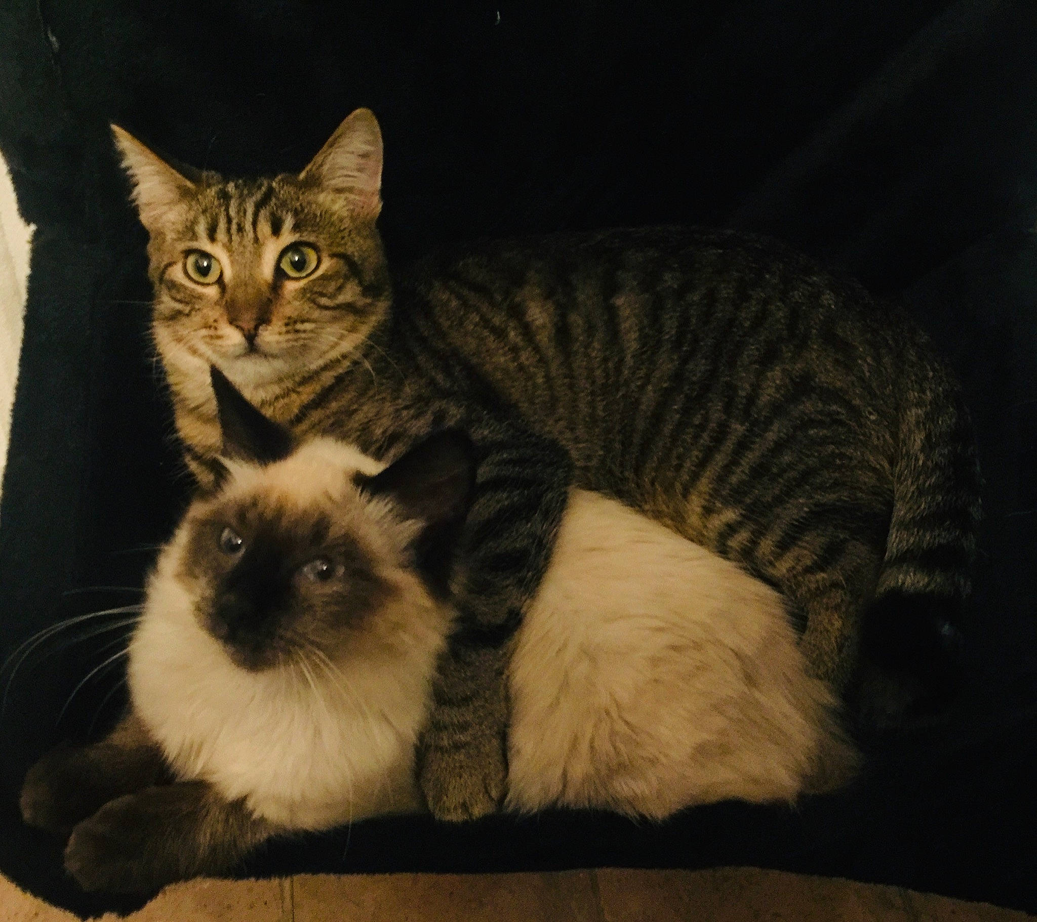 Belo a rejoint le concours — aidez-le/la à gagner de superbes lots ! american_wirehair, asian, carnivore, cat, domestic_long_haired_cat, domestic_short_haired_cat, european_shorthair, eye, fawn, felidae, fur, kitten, mammal, norwegian_forest_cat, ojos_azules, ragdoll, small_to_medium_sized_cats, tabby_cat, vertebrate, whiskers