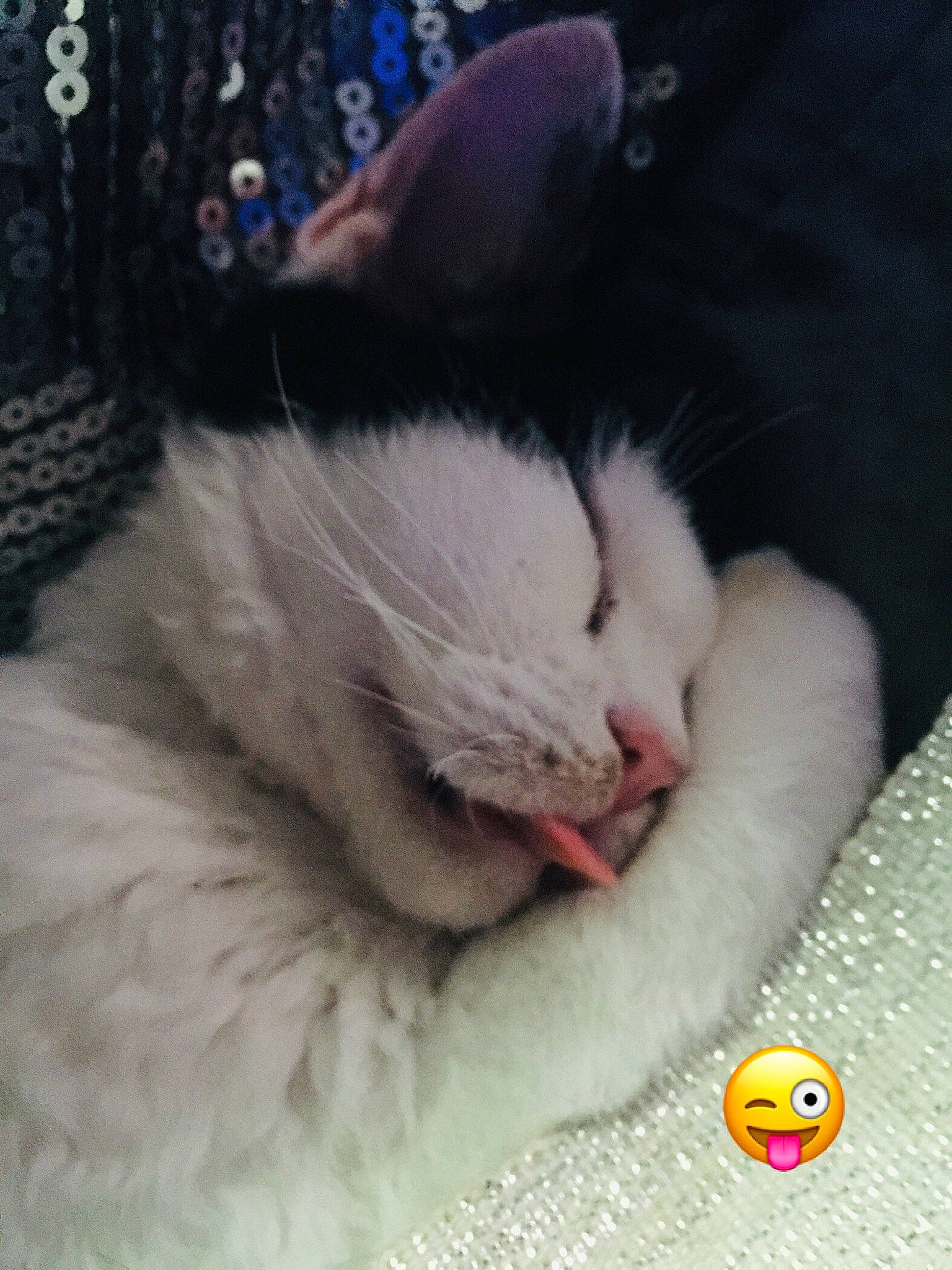 Opium a rejoint le concours — aidez-le/la à gagner de superbes lots ! aegean_cat, asian, burmilla, carnivore, cat, domestic_short_haired_cat, european_shorthair, eye, felidae, fur, kitten, mammal, nap, nose, photo_caption, polydactyl_cat, small_to_medium_sized_cats, turkish_angora, turkish_van, whiskers