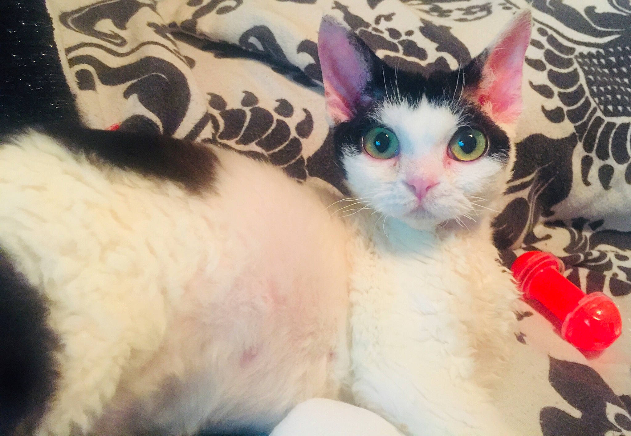 Opium a rejoint le concours — aidez-le/la à gagner de superbes lots ! asian, carnivore, cat, cornish_rex, domestic_short_haired_cat, ear, eye, felidae, fur, german_rex, kitten, nose, paw, small_to_medium_sized_cats, tail, whiskers