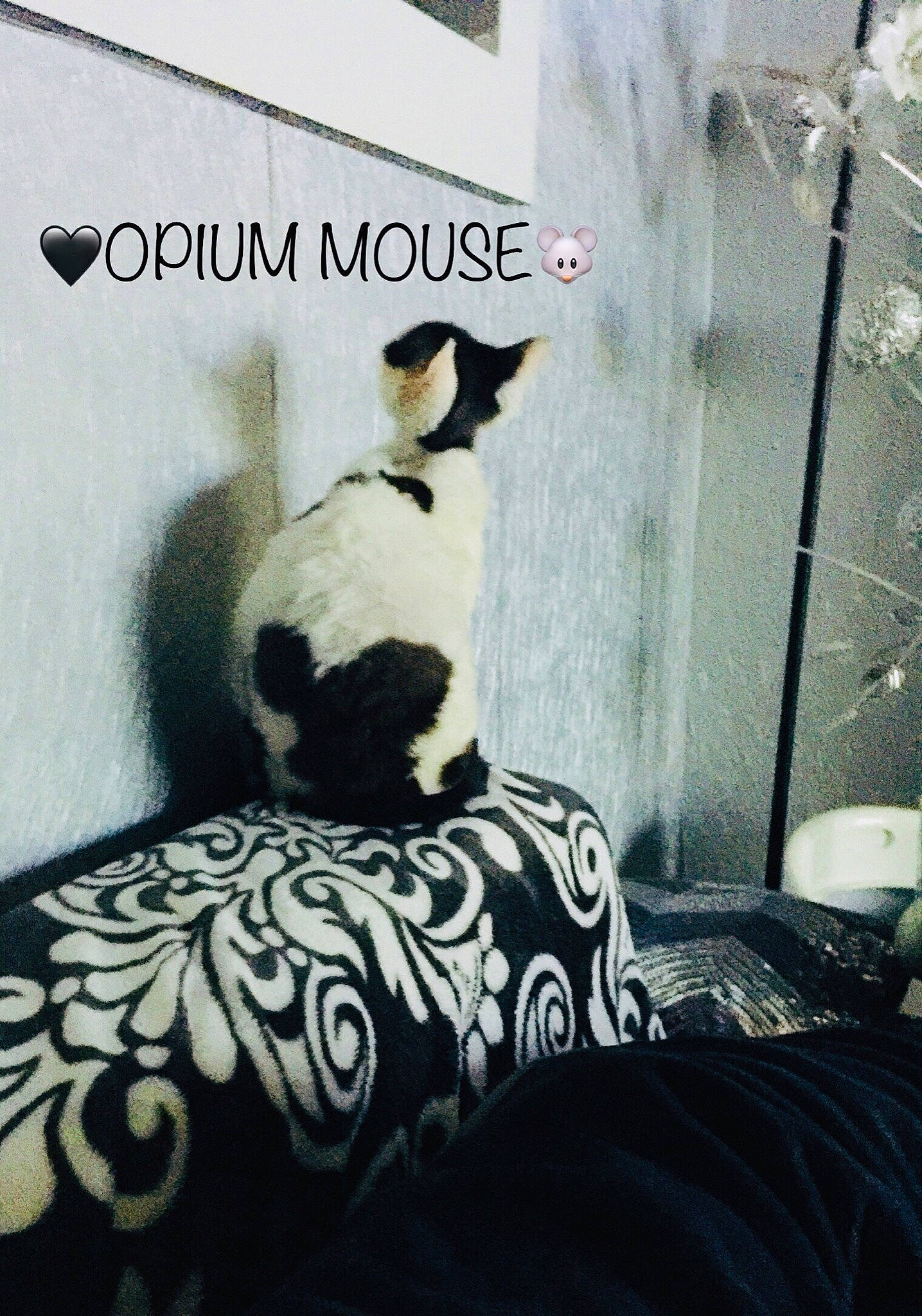 Opium participe au concours pour gagner de l'argent avec cette photo : art, bed_sheet, black_and_white, canidae, carnivore, cat, felidae, french_bulldog, furniture, illustration, monochrome, room, small_to_medium_sized_cats, style, whiskers