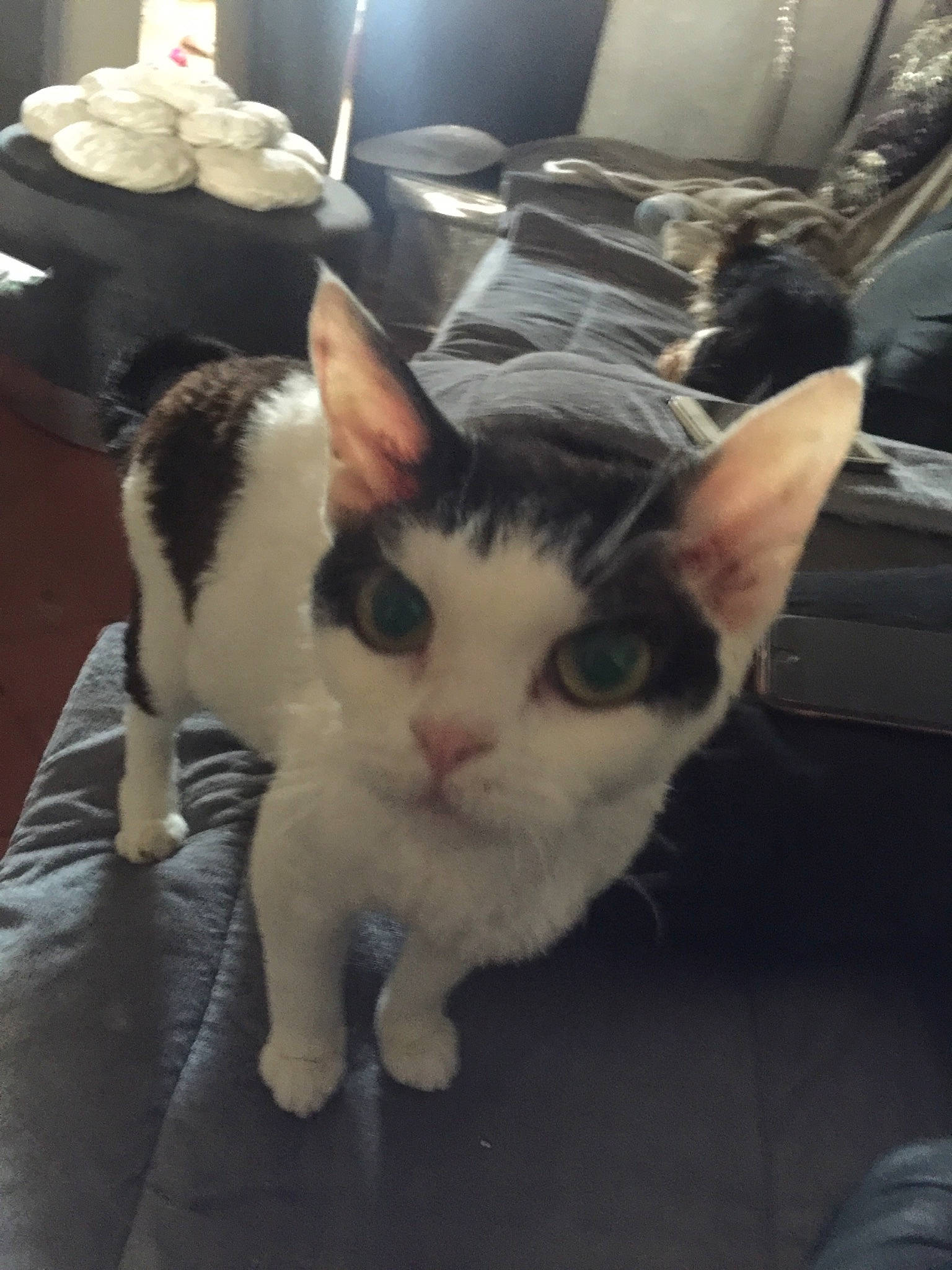 Opium a rejoint le concours — aidez-le/la à gagner de superbes lots ! aegean_cat, american_wirehair, asian, carnivore, cat, domestic_short_haired_cat, european_shorthair, fawn, felidae, german_rex, japanese_bobtail, kitten, mammal, polydactyl_cat, small_to_medium_sized_cats, whiskers