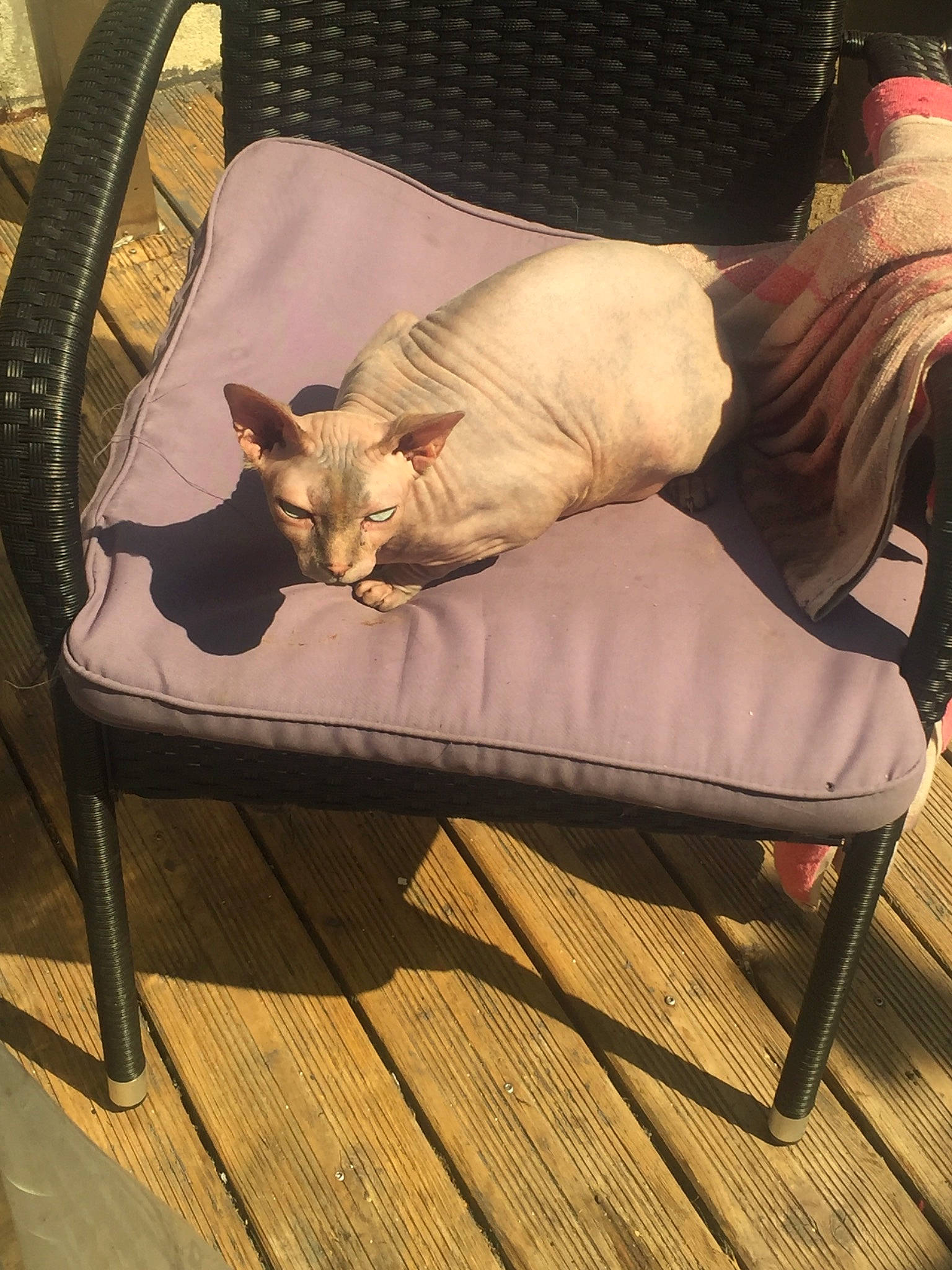 Mimoune participe au concours pour gagner de l'argent avec cette photo : asian, carnivore, cat, chair, comfort, devon_rex, fawn, felidae, furniture, small_to_medium_sized_cats, sphynx, tail, tonkinese, whiskers