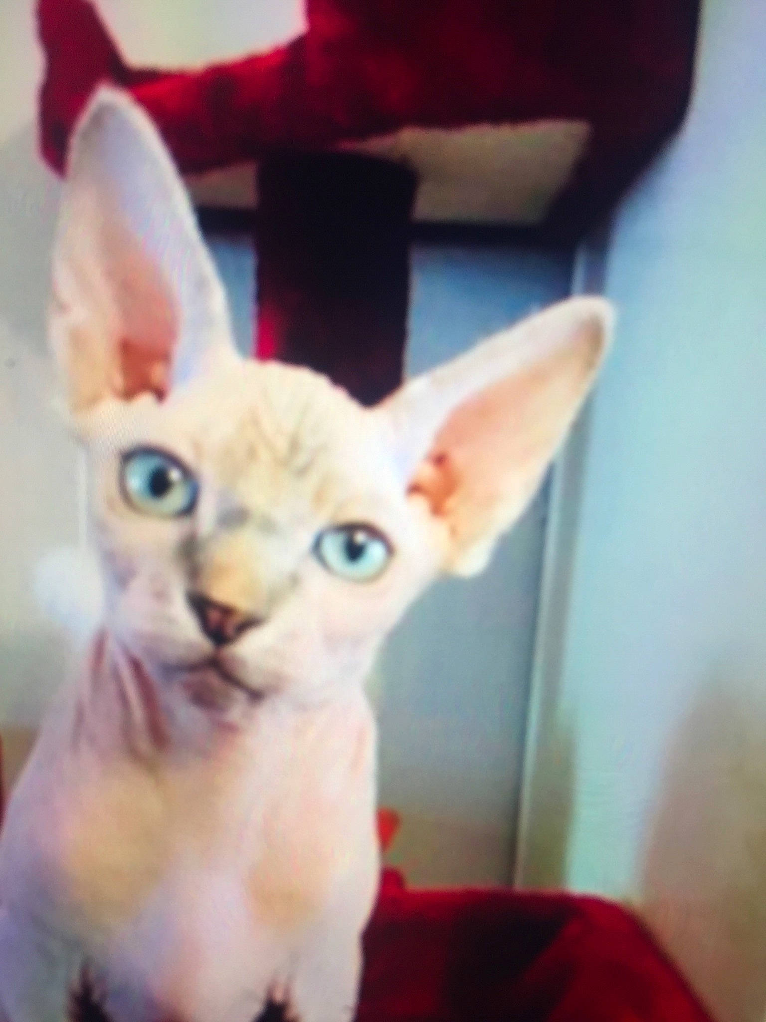 Mimoune participe au concours pour gagner de l'argent avec cette photo : carnivore, cat, colorpoint_shorthair, cornish_rex, devon_rex, donskoy, ear, felidae, german_rex, kitten, mammal, oriental_longhair, oriental_shorthair, peterbald, rex_cat, small_to_medium_sized_cats, snout, sphynx, vertebrate, whiskers