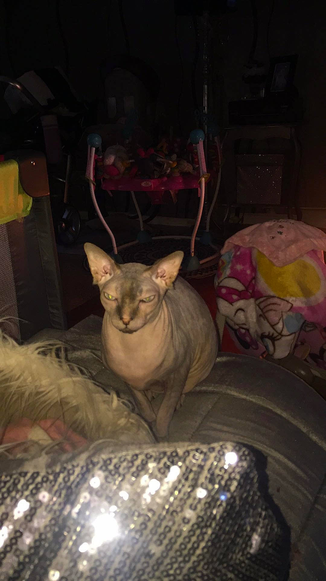 Mimoune participe au concours pour gagner de l'argent avec cette photo : carnivore, cat, cornish_rex, devon_rex, donskoy, fawn, felidae, mammal, peterbald, small_to_medium_sized_cats, sphynx, whiskers