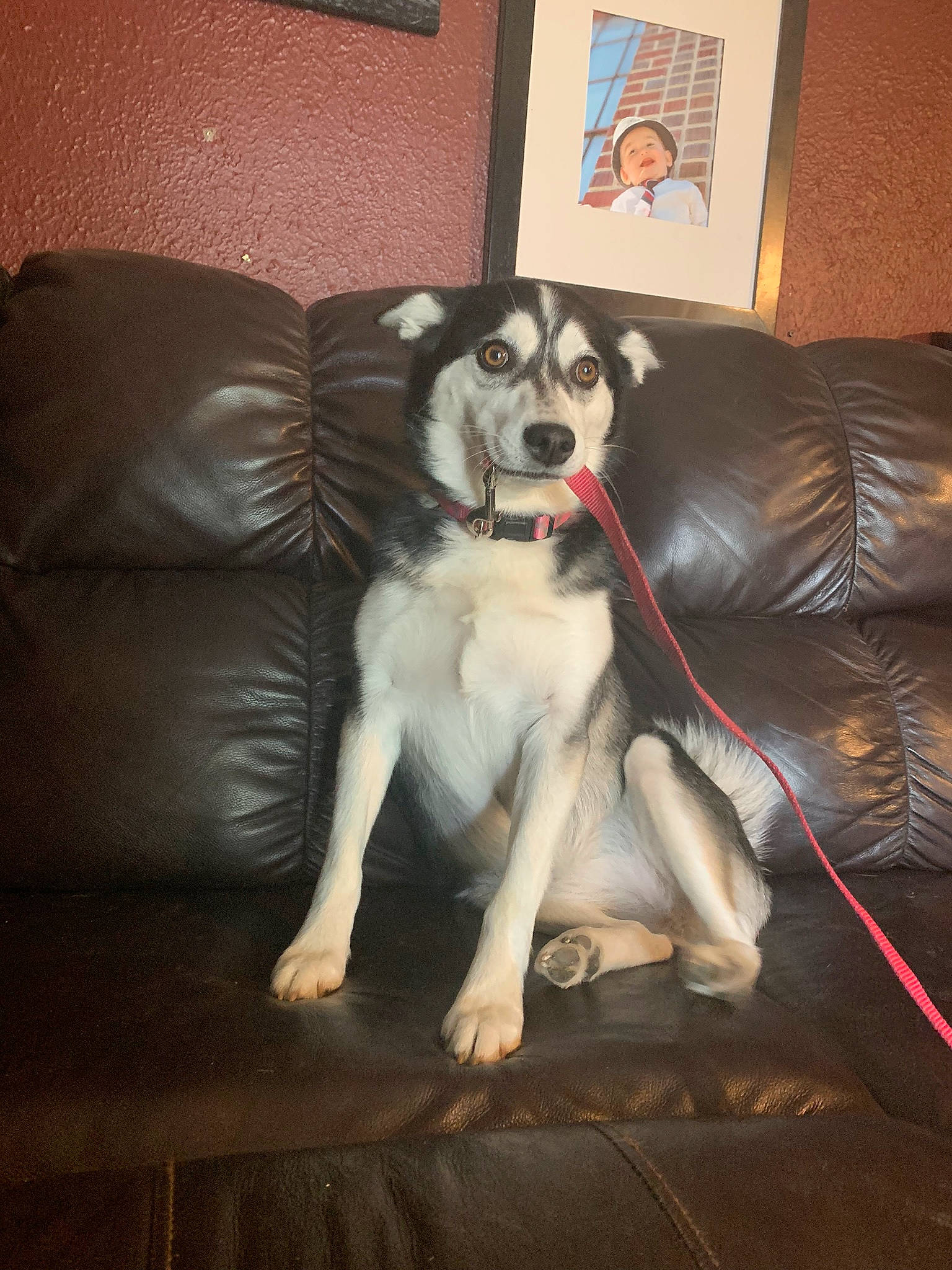 Bellaluna is registered to the contest to win money with this photo: alaskan_malamute, canidae, carnivore, companion_dog, dog, dog_breed, labrador_husky, mammal, northern_inuit_dog, rare_breed_dog, siberian_husky, sled_dog, sporting_group, tail, vertebrate