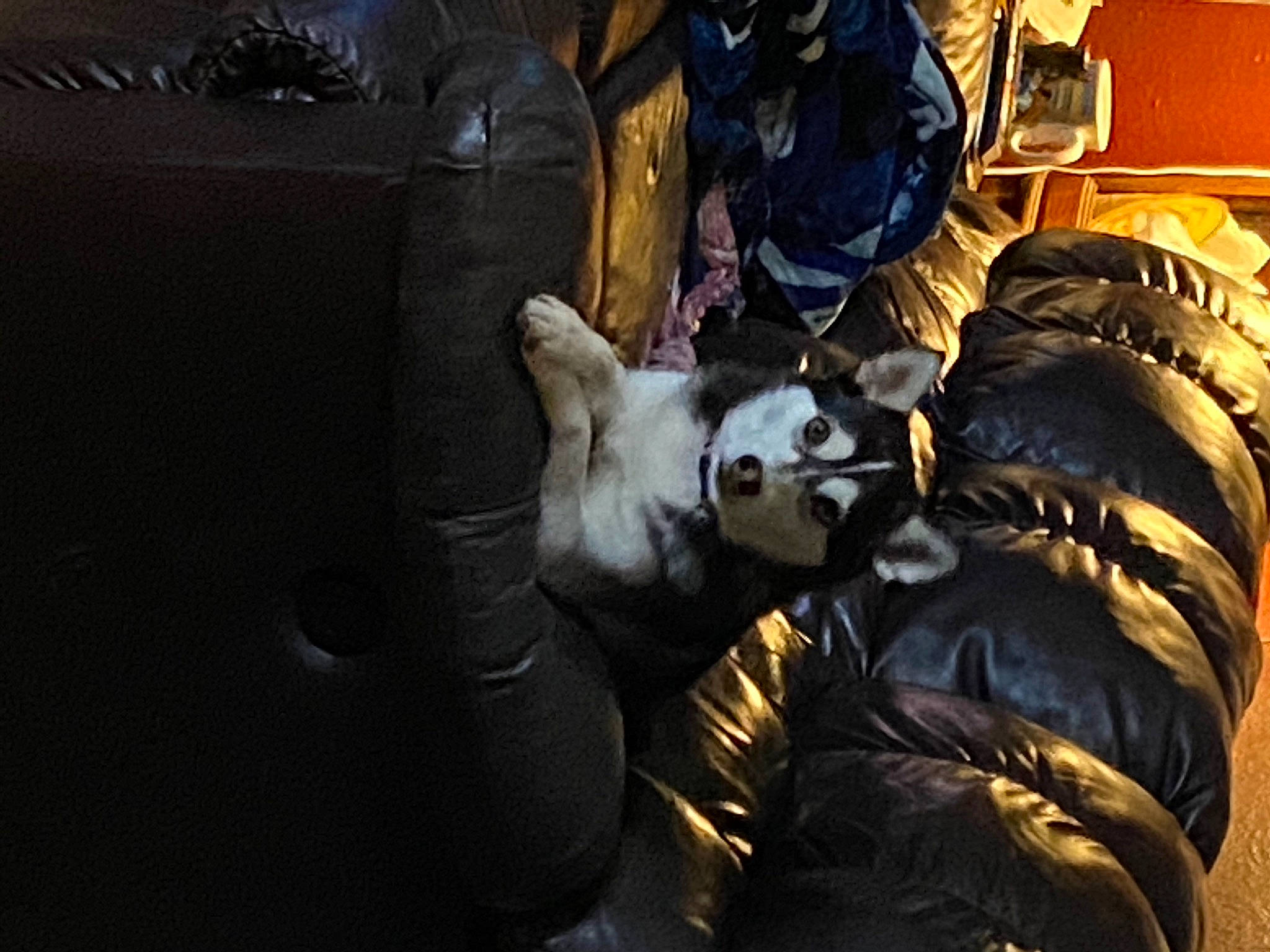 Bellaluna is registered to the contest to win money with this photo: canidae, companion_dog, dog_breed, fur, sporting_group