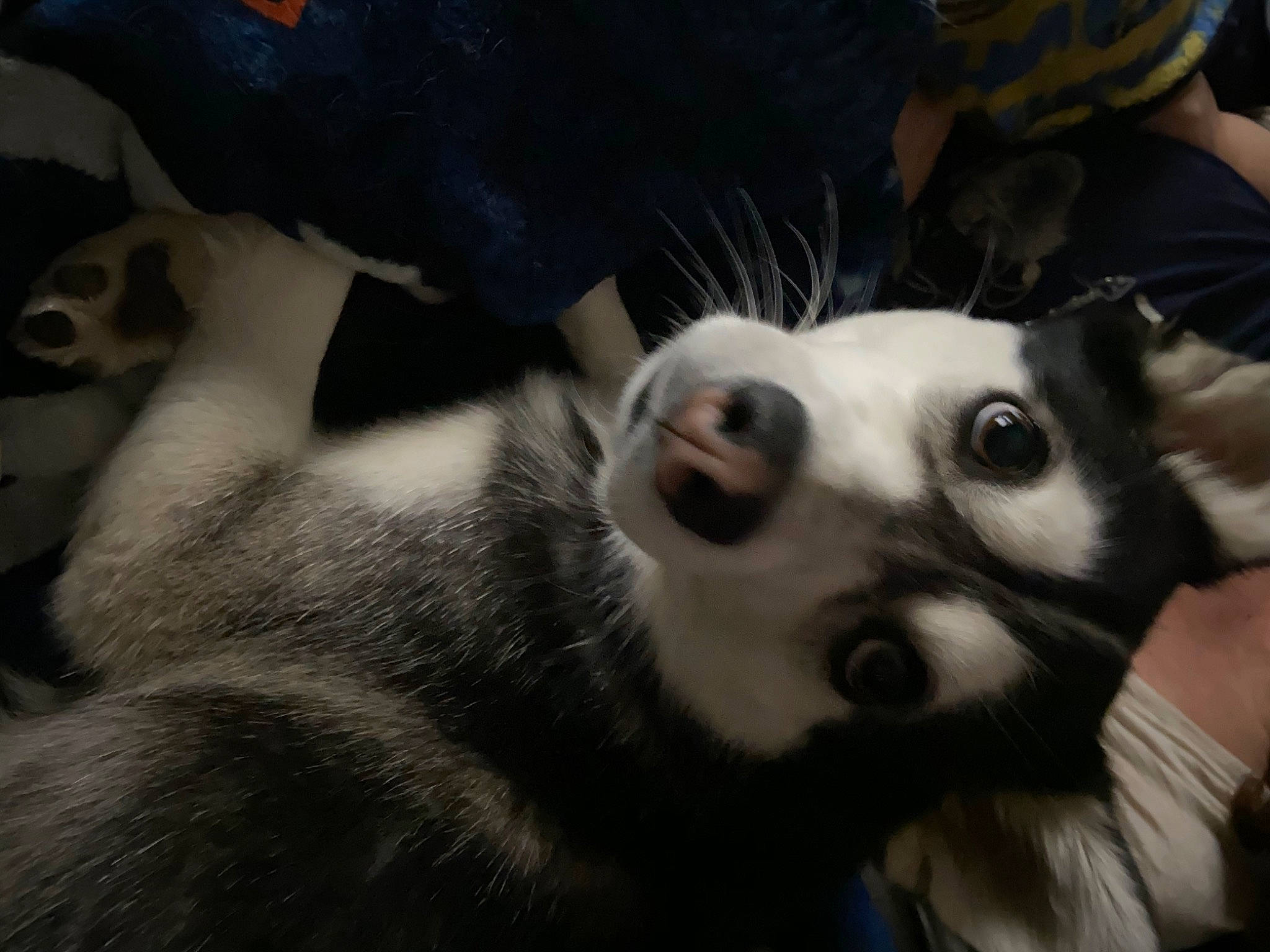 Bellaluna is registered to the contest to win money with this photo: canidae, carnivore, companion_dog, dog, dog_breed, ear, fur, mammal, nose, puppy, puppy_love, siberian_husky, snout, whiskers