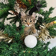 Zoe a rejoint le concours — aidez-le/la à gagner de superbes lots ! cat, kitten, christmas_tree, ornament, tinsel, greenery, holiday, decorations, white_bauble, gold_bauble, curious, pet, feline, festive, indoor, closeup, playful, animal, tree_branch, holiday_season