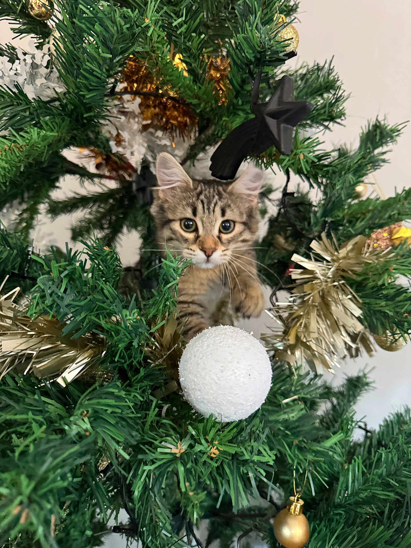 Zoe a rejoint le concours — aidez-le/la à gagner de superbes lots ! cat, kitten, christmas_tree, ornament, tinsel, greenery, holiday, decorations, white_bauble, gold_bauble, curious, pet, feline, festive, indoor, closeup, playful, animal, tree_branch, holiday_season